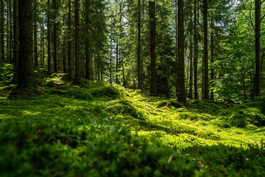 mossy forest 2000x1333px.jpg